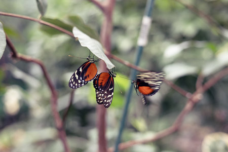 beautiful colorful bright multicolored tropical butterflies with wings spread. Three monarch...