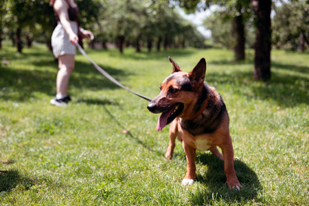 Woman playing with her dog. young girl walking with her cute dog in the summer park in sunny day. Human animal friendship.の写真素材