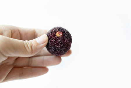 Hand holding a red berry on a white background with copy spaceの写真素材