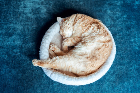 Ginger cat sleeping in cat bed in a living room of a house. Flat lay top view photo.の写真素材