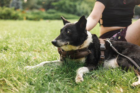 Close Up animals face. Cropped photo of cheerful active dog lying on grass near owner, walking...