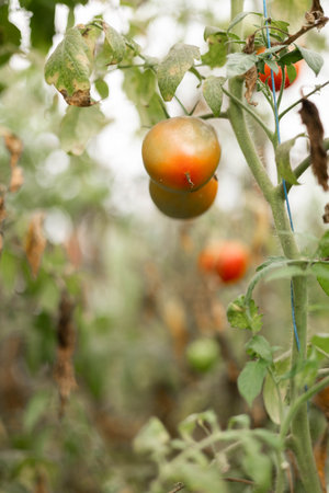 tomato plant in the garden with sunlight and bokeh backgroundの写真素材