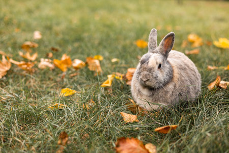 Cute little rabbit on green grass in autumn park, closeup