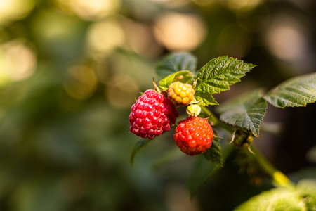 Raspberry fruit on a bush in the garden. Selective focus.