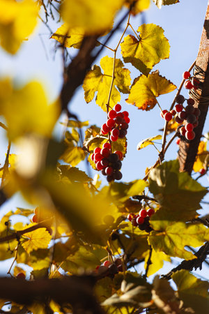 Close up sunlight illuminating translucent grapes growing on grapevine. Red grapes hanging on vine in grape farm.の写真素材