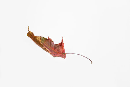 Autumn maple leaf isolated on white background, with clipping path.の写真素材