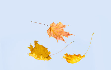 Autumn leaves on a blue sky background. Fall season concept.
