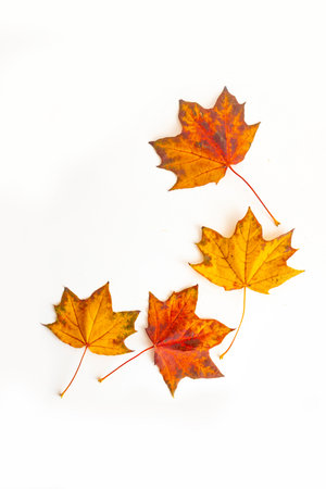 Autumn maple leaves isolated on white background. Flat lay, top view