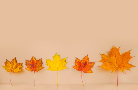 Autumn maple leaves on a beige background. Copy space.の写真素材