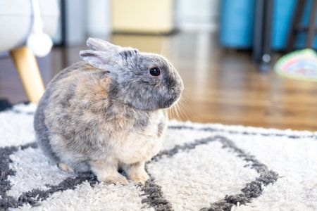 Gray bunny fluffy rabbit baby sitting on carpet. Portrait of cute domestic tiny bunny rabbit cub at home closeup. Sweet grey little bunny animal inside in house.の写真素材