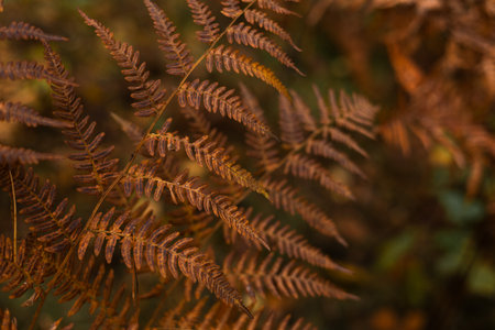 Fern leaves in autumn forest, close-up. Natural backgroundの写真素材