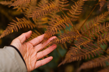 Female hand touching a fern leaf in the autumn forest. Selective focus.