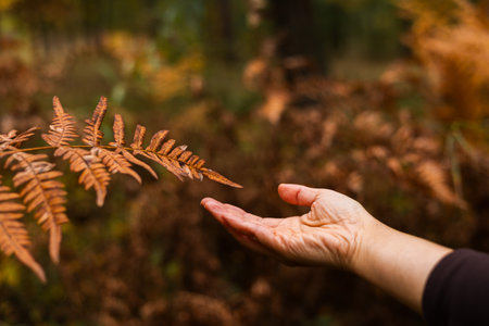 Female hand holding a dry branch of fern in autumn forest.の写真素材