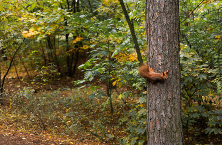 Beautiful red squirrel peeks out from a log in the forestの写真素材