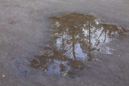 Reflection of a tree in a puddle on the roadの写真素材
