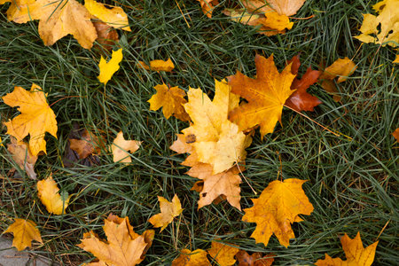 Fallen yellow maple leaves on green grass in autumn park, top view