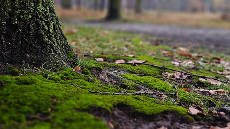 Green moss on the ground in the forest. Selective focus.の写真素材