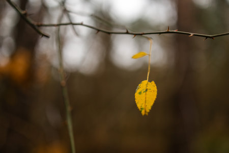 Last yellow autumn leaf on a bare tree branchの写真素材