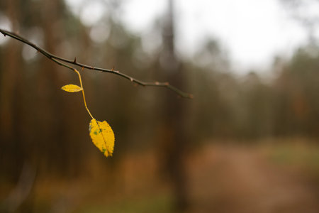 Last yellow autumn leaf on a bare tree branchの写真素材