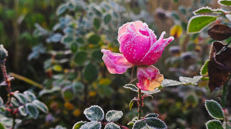 Pink rose covered with hoarfrost on a cold winter morning.の写真素材