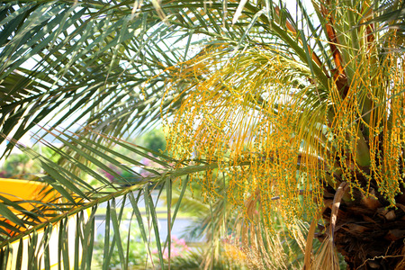 Close up of flowering Date Palm Tree. Young fruit palm trees, close-up.の写真素材