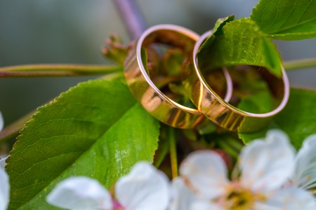 Wedding rings hang on a branch of the blossoming tree.