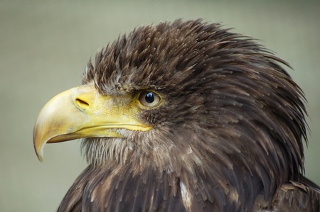eagleの写真素材