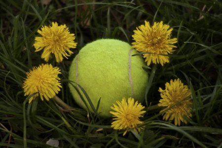 Tennis ball with flowers around on a grass