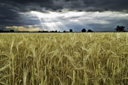 A field of what under a bad weatherの写真素材