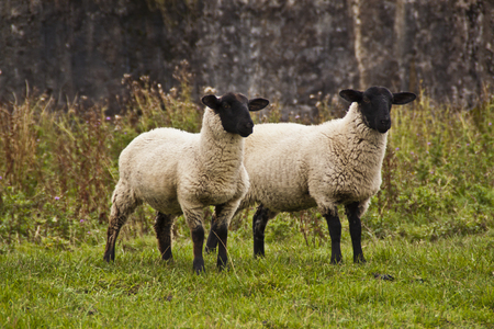 Two sheep staring at the distanceの写真素材