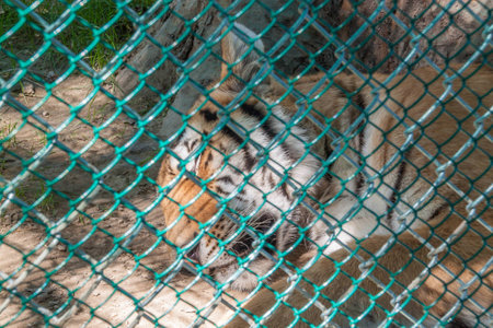 Bengal Tiger sleeping in a cageの写真素材