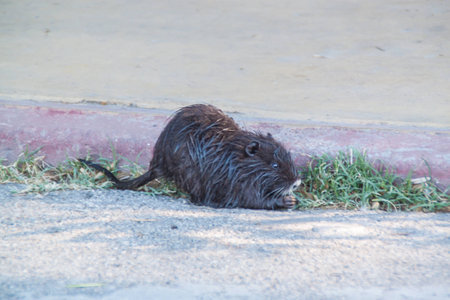 Baby Coypu or nutria escaped from a zoo