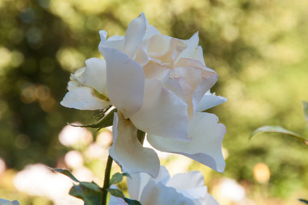 White rose blossoming in a gardenの写真素材