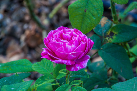Pink Rose close-up in a gardenの写真素材