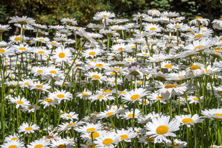 Sea of Daisy flowers in a gardenの写真素材