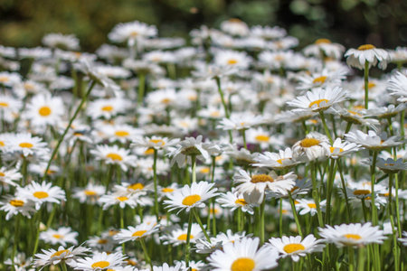 Sea of Daisy flowers in a gardenの写真素材