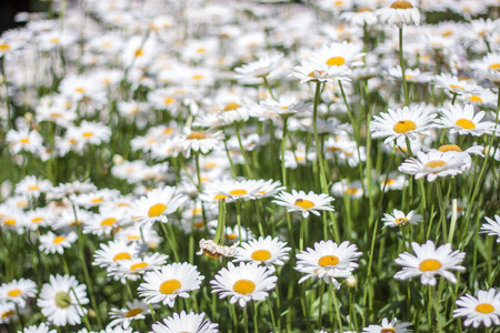 Sea of Daisy flowers in a gardenの素材 [FY31029927747]