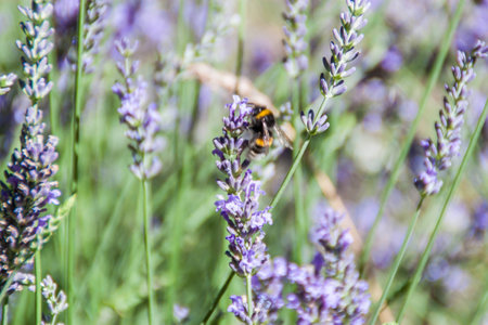 Bumblebee on a flower  Pollination