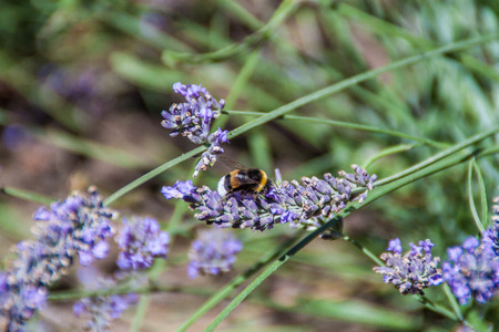 Bumblebee on a flower  Pollination