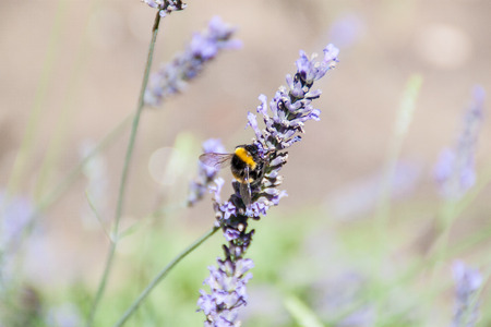 Bumblebee on a flower  Pollinationの写真素材