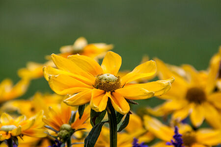 Yellow daisy-like flowerの写真素材