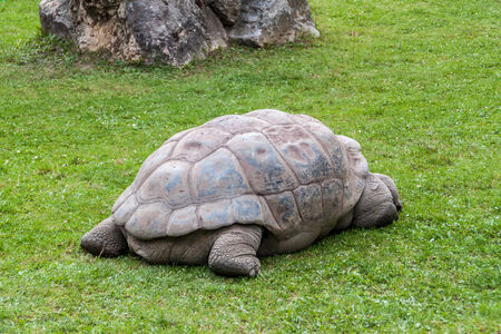 Galapagos Giant Tortoise lying aroundの写真素材