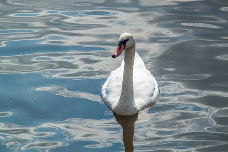 White swan swiming in a riverの写真素材