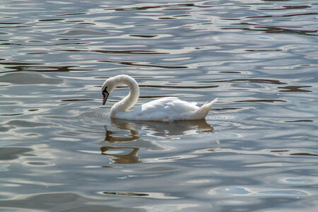 White swan swiming in a riverの写真素材