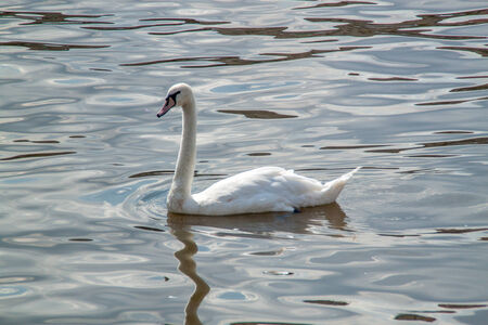 White swan swiming in a riverの写真素材