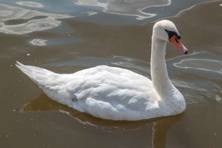 White swan swiming in a riverの写真素材