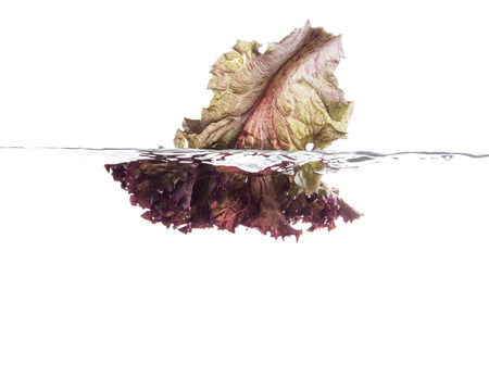 Red lettuce leaf falling underwater. Fresh vegetables.の写真素材