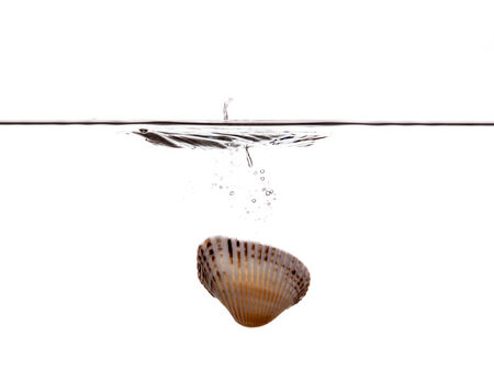 Sea shell sinking undwerater isolated on white backgroundの写真素材