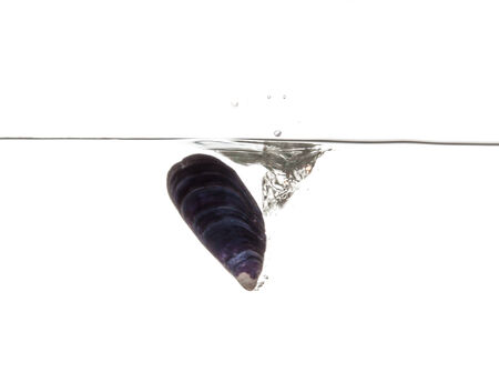 Mussel sinking undwerater isolated on white backgroundの写真素材