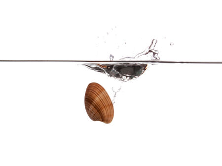 Sea shell sinking undwerater isolated on white backgroundの写真素材